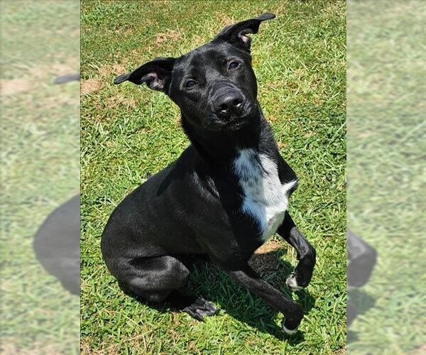 Medium Photo #2 Labrador Retriever-Unknown Mix Puppy For Sale in Grovetown, GA, USA