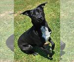 Small #1 Labrador Retriever Mix