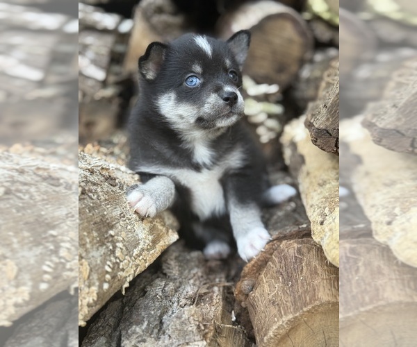 Medium Photo #2 Alaskan Klee Kai-Pomsky Mix Puppy For Sale in STAPLES, MN, USA