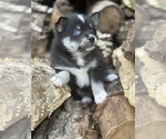 Small #1 Alaskan Klee Kai-Pomsky Mix