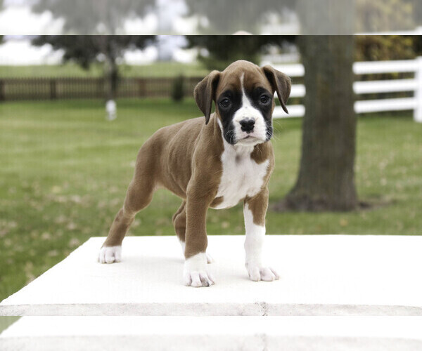 Medium Photo #3 Boxer Puppy For Sale in SHIPSHEWANA, IN, USA