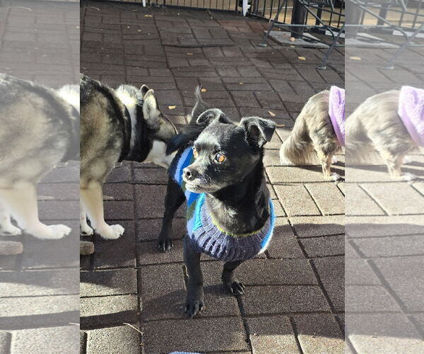 Medium Photo #8 Chihuahua Puppy For Sale in Sandy, UT, USA