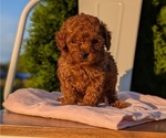 Small Photo #26 Poodle (Miniature) Puppy For Sale in GOSHEN, IN, USA