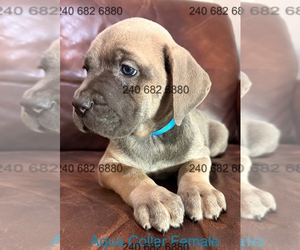 Medium Photo #9 Cane Corso Puppy For Sale in LA PLATA, MD, USA