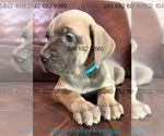 Puppy Aqua Collar Fem Cane Corso