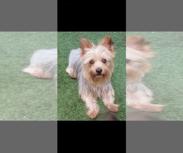 Medium Photo #1 Yorkshire Terrier Puppy For Sale in AKRON, OH, USA