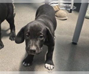 Mutt Dogs for adoption in Houston, TX, USA