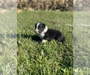 Border-Aussie Puppy for sale in NEWVILLE, PA, USA