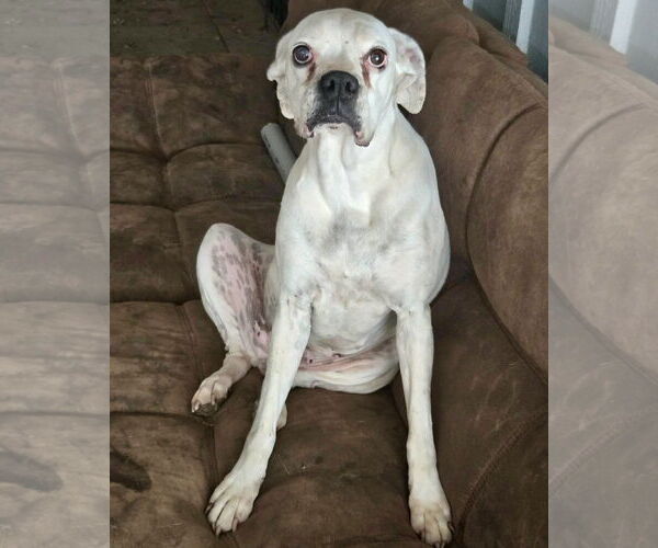 Medium Photo #4 Boxer Puppy For Sale in Dumont, NJ, USA