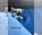 Puppy Green boy Pug