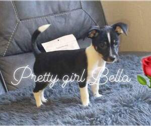 Jack Russell Terrier Puppy for Sale in TARPON SPRINGS, Florida USA