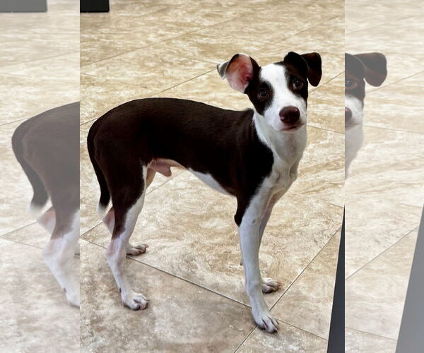 Medium Photo #2 Jack Russell Terrier-Unknown Mix Puppy For Sale in Hilton Head, SC, USA