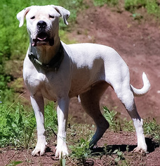 Dogo Argentino Puppy for sale in RAYMOND, NH, USA
