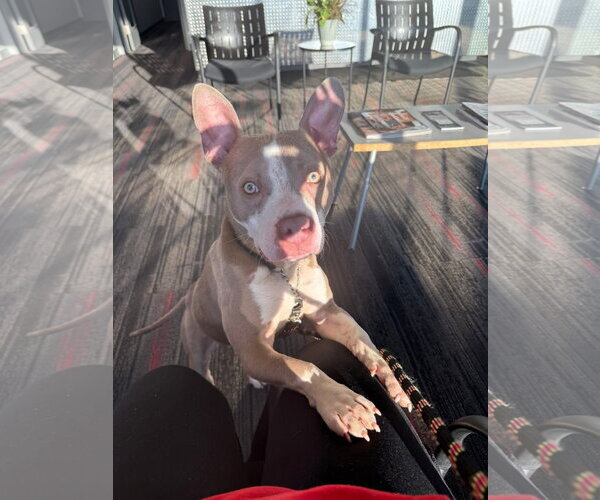 Medium Photo #1 American Pit Bull Terrier-Unknown Mix Puppy For Sale in Germantown, OH, USA