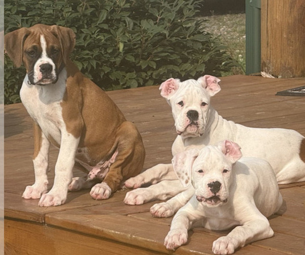 Medium Photo #1 Boxer Puppy For Sale in STRUM, WI, USA