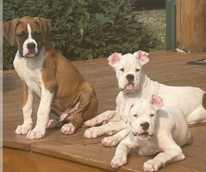 Boxer Litter for sale in STRUM, WI, USA