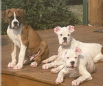 Small Boxer