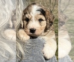 Puppy 2 Aussiedoodle Miniature 