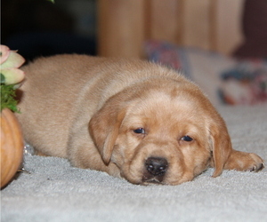 Medium Labrador Retriever