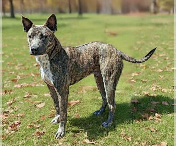 Medium Photo #6 Mutt Puppy For Sale in Talladega, AL, USA
