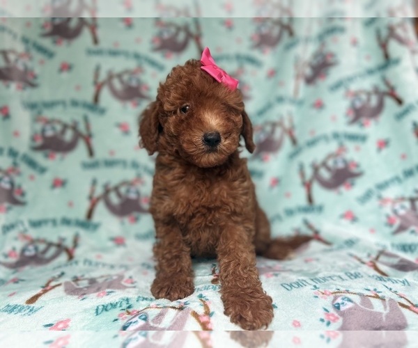 Medium Photo #3 Goldendoodle (Miniature) Puppy For Sale in LAKELAND, FL, USA
