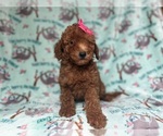 Small #2 Goldendoodle (Miniature)