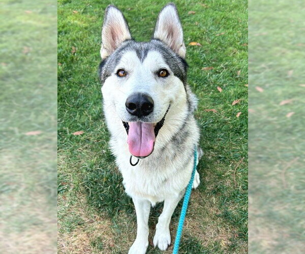 Medium Photo #1 Alaskan Malamute Puppy For Sale in Sacramento, CA, USA