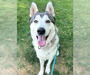 Alaskan Malamute Dogs for adoption in Sacramento, CA, USA