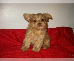 Yorkshire Terrier Puppy for sale in BAKERSFIELD, CA, USA