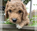 Small Photo #2 Goldendoodle Puppy For Sale in EL MIRAGE, AZ, USA