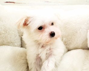 Maltese Puppy for sale in LA MIRADA, CA, USA