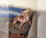 Small #3 Mutt