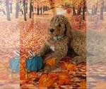 Small Photo #6 Poodle (Standard) Puppy For Sale in ROCKY MOUNT, VA, USA