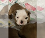 Small Photo #8 Bulldog Puppy For Sale in NORCO, CA, USA