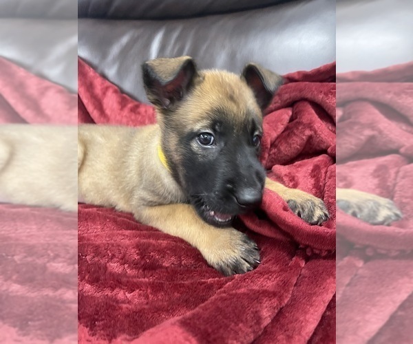 Medium Photo #36 Belgian Malinois Puppy For Sale in REESEVILLE, WI, USA