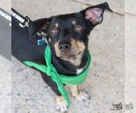 Small #4 Chihuahua Mix