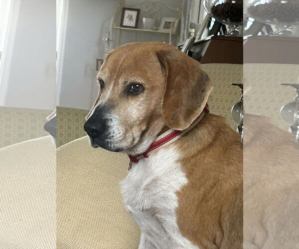 Medium Photo #13 Beagle Puppy For Sale in Tampa, FL, USA