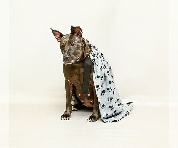 Medium Photo #2 American Pit Bull Terrier-Unknown Mix Puppy For Sale in Sanford, FL, USA