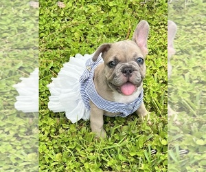 French Bulldog Puppy for sale in JACKSONVILLE, FL, USA