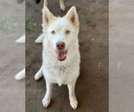 Small #1 German Shepherd Dog
