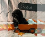 Small #6 Aussiedoodle-Poodle (Miniature) Mix