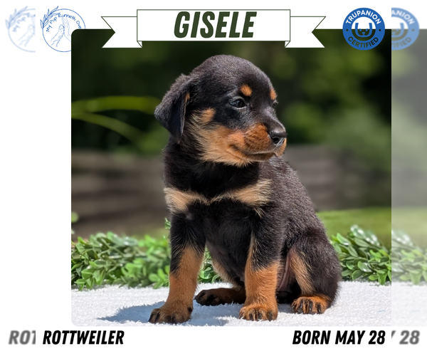 Medium Photo #13 Rottweiler Puppy For Sale in GOSHEN, IN, USA