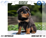 Small #12 Rottweiler