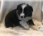 Small Photo #1 Miniature Australian Shepherd Puppy For Sale in RAMONA, CA, USA