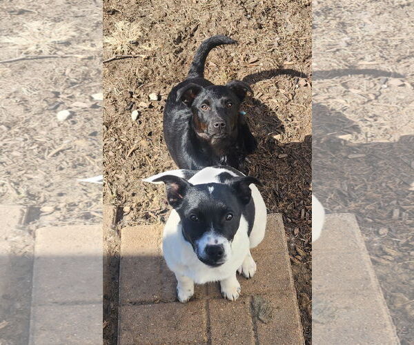 Medium Photo #2 Jack Russell Terrier-Retriever  Mix Puppy For Sale in Marine City, MI, USA