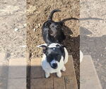 Small #1 Jack Russell Terrier-Retriever  Mix