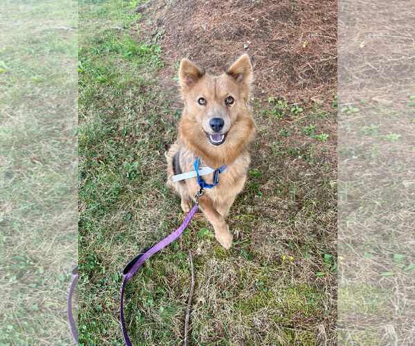 Medium Photo #4  Puppy For Sale in , 