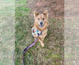 Chow Chow-Pomeranian Mix Dogs for adoption in Middlesex, VT, USA