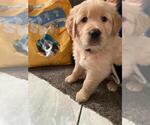 Small Photo #3 Golden Retriever Puppy For Sale in MODESTO, CA, USA