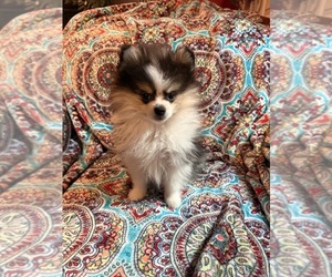 Pomeranian Puppy for Sale in CALLISBURG, Texas USA